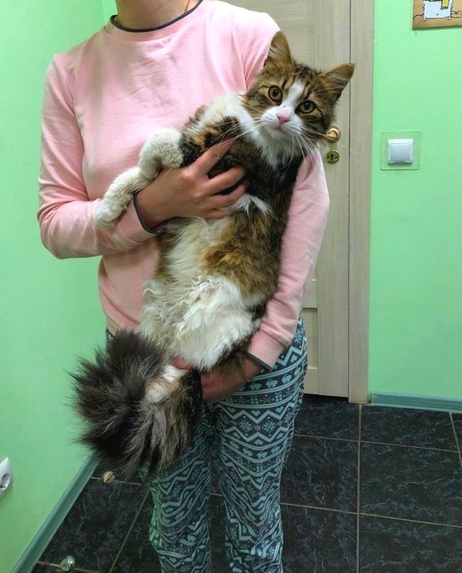 A large beautiful cat with a fluffy tail is looking for a home. St. Petersburg and Leningrad region - My, cat, No rating, In good hands, Saint Petersburg, Leningrad region, Longpost