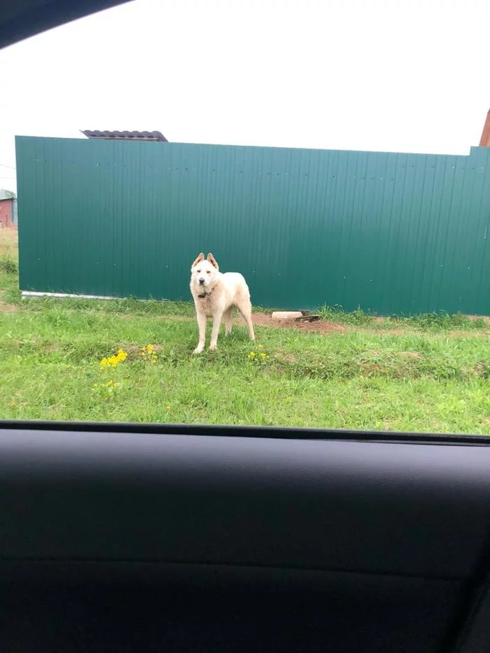 Dog found, Kolomna district - My, Found a dog, The dog is missing, Kolomna, Longpost, Dog