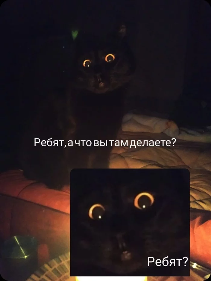 Guys, what are you doing? - My, cat, Memes