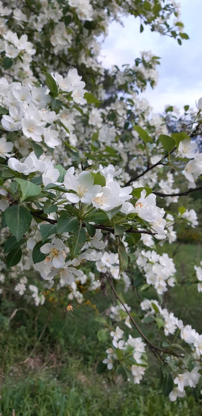 Spring in Siberia - My, The photo, Spring, Kemerovo region - Kuzbass, Siberia, Longpost, Flowers