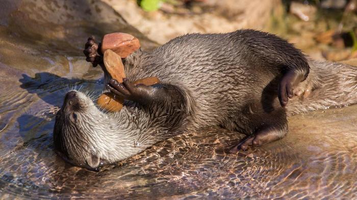 Animal News - Otter, Cunyi, Games, Wild animals, news, Facts, Longpost, Milota