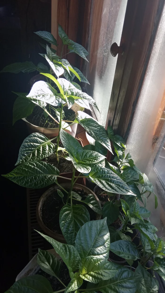 Peppers. Question about growing - My, Pepper, Question, Growing