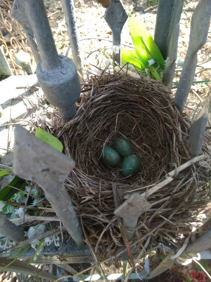 Who planted the eggs? - My, Question, Ornithology, Eggs, Longpost