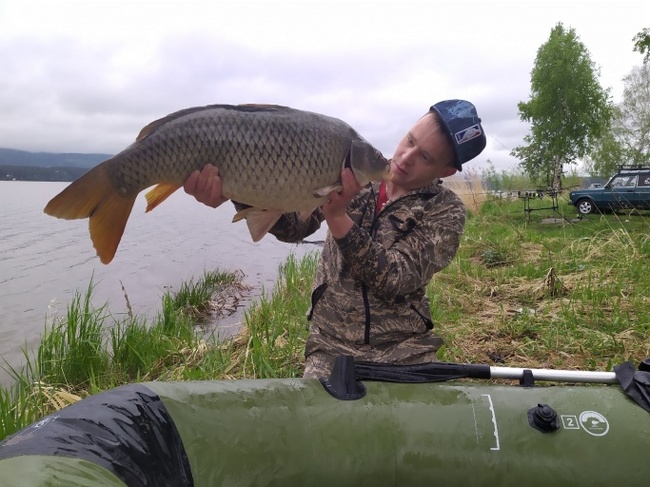 “Why are you frying it, it’s a child!”: a fisherman caught a huge carp from Lake Zheleznogorsk and released it - Fishing, Carp