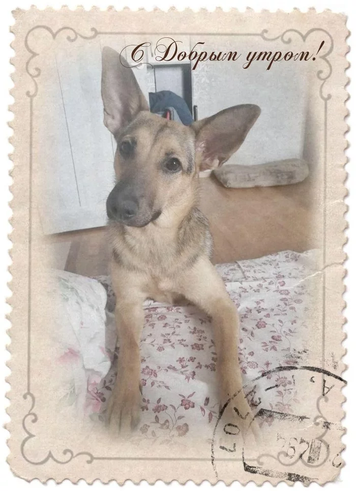 Puppy. 1 year. It was and became - Dog, Moscow, In good hands, No rating, Longpost, It Was-It Was