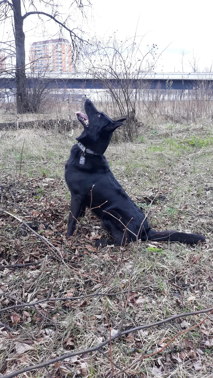 Puppy. 1 year. It was and became - Dog, Moscow, In good hands, No rating, Longpost, It Was-It Was