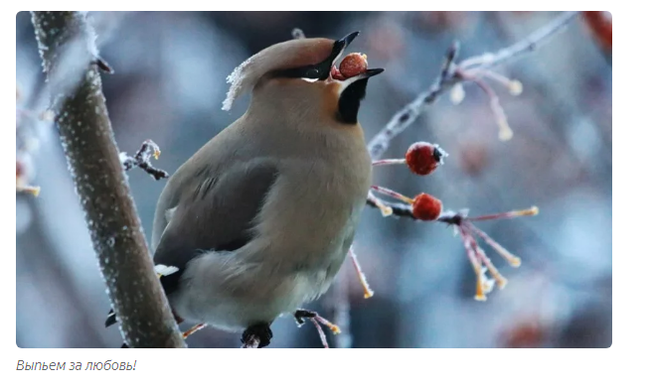 Waxwing: They are alive, but they are drunk. Russian birds are drinking like hell. How to help alcoholic birds? - Waxwing, Birds, Animals, Informative, Yandex Zen, Longpost