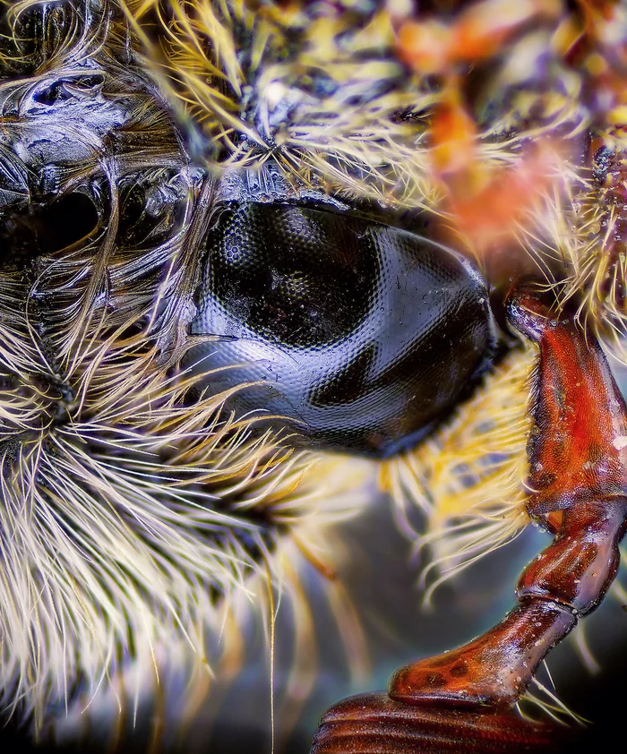 Portrait of Maisky - My, Macro photography, Microscope, Chafer, Insects