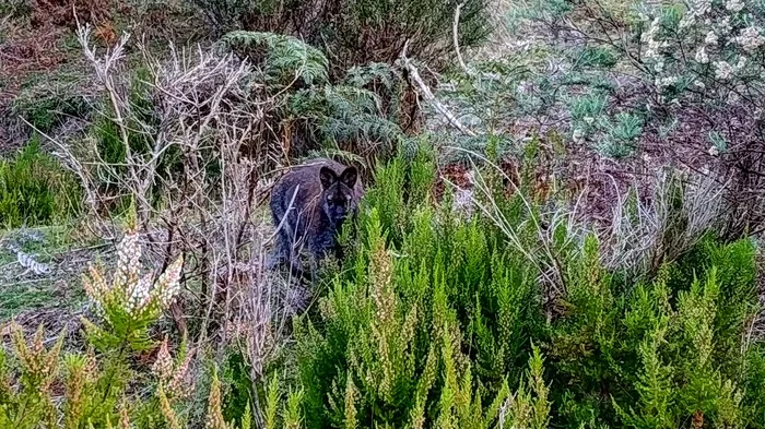 Wallaby (Tasmania) - My, Australia, Wallaby, Kangaroo, Video