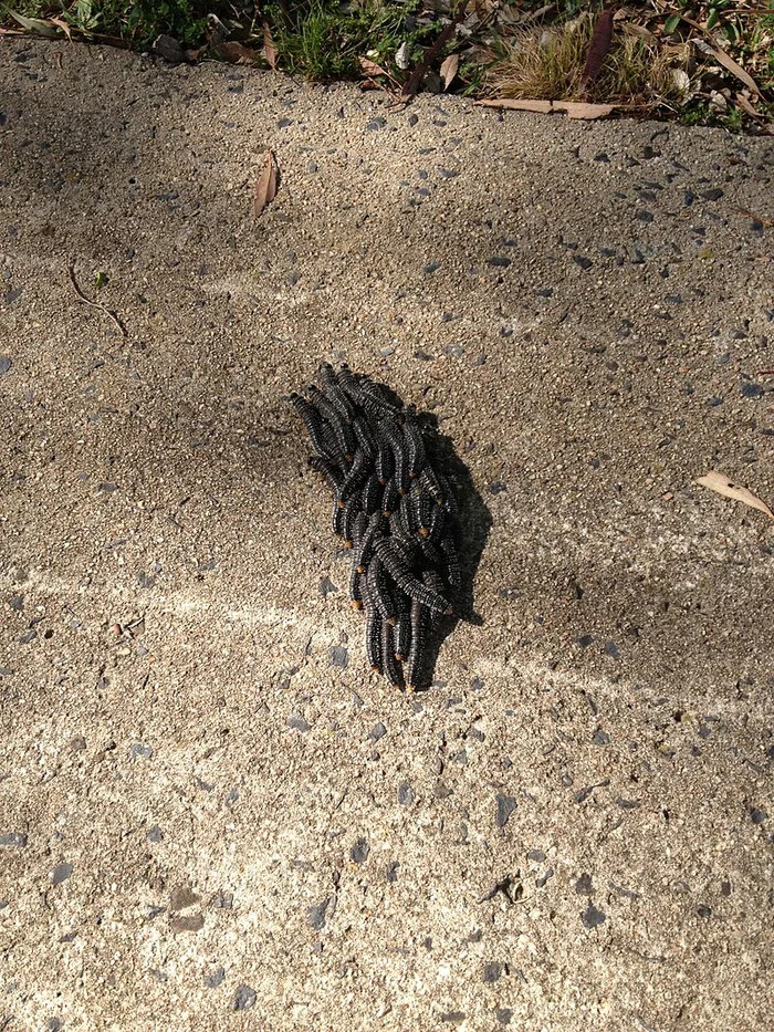 Что это за штука - 94 Перевел сам, Reddit, WhatIsThisThing, Видео, Длиннопост