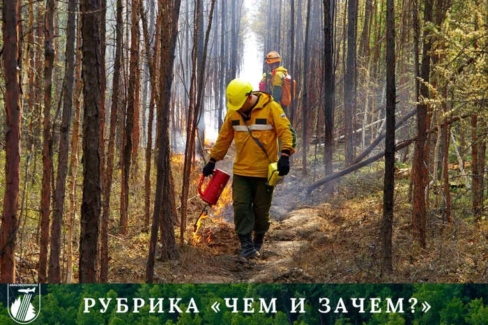 Incendiary apparatus and annealing. What are they needed for? - My, Incendiary mixture, Burns, Forest, Firefighters, Fallen Grass, Forest fires, The nature of Russia