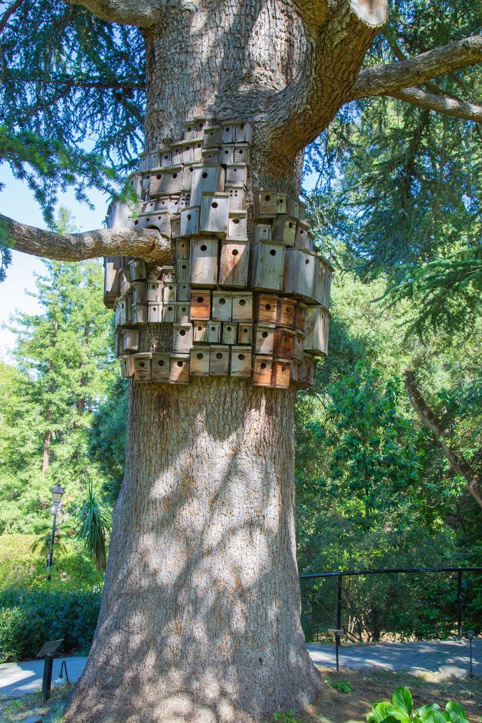 Tree houses - My, California, Tree, Birdhouse, Villa, Dormitory