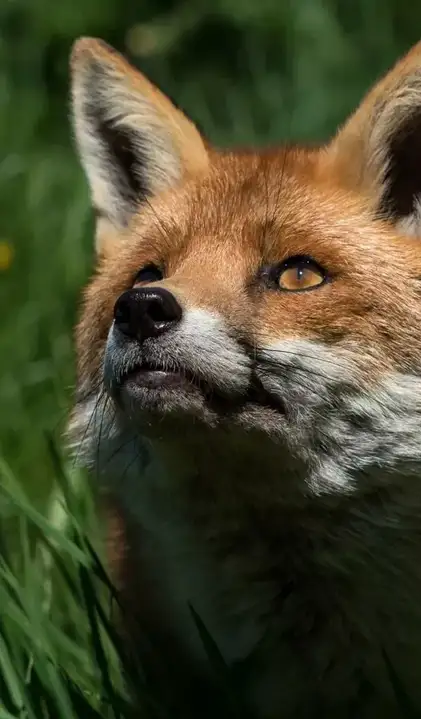 Are foxes really as cunning as in fairy tales? Fox intelligence - My, Animals, Zoopsychology, Video, GIF, Longpost, Interesting, Fox, Milota, Canines