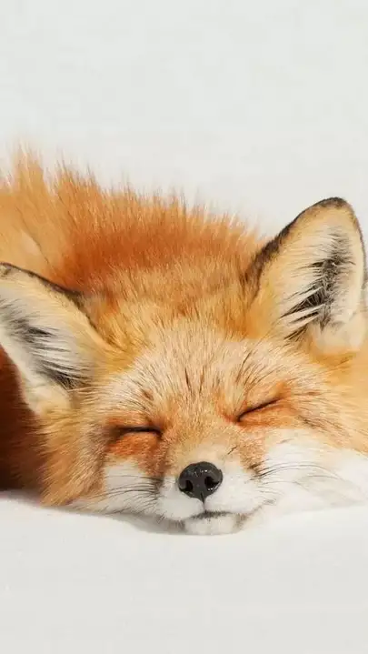 Are foxes really as cunning as in fairy tales? Fox intelligence - My, Animals, Zoopsychology, Video, GIF, Longpost, Interesting, Fox, Milota, Canines