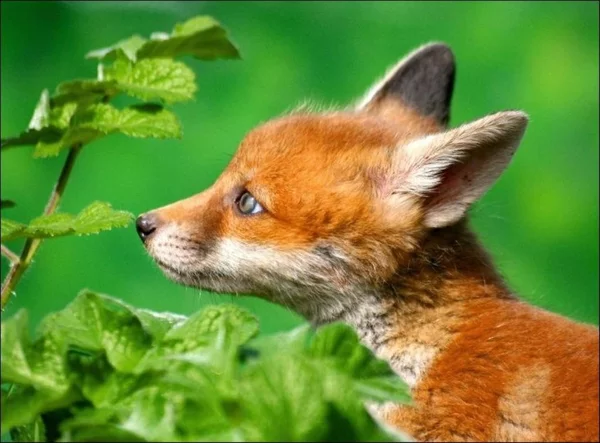 Are foxes really as cunning as in fairy tales? Fox intelligence - My, Animals, Zoopsychology, Video, GIF, Longpost, Interesting, Fox, Milota, Canines