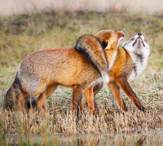 Are foxes really as cunning as in fairy tales? Fox intelligence - My, Animals, Zoopsychology, Video, GIF, Longpost, Interesting, Fox, Milota, Canines