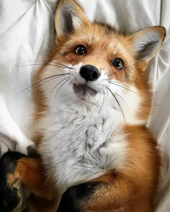 Are foxes really as cunning as in fairy tales? Fox intelligence - My, Animals, Zoopsychology, Video, GIF, Longpost, Interesting, Fox, Milota, Canines