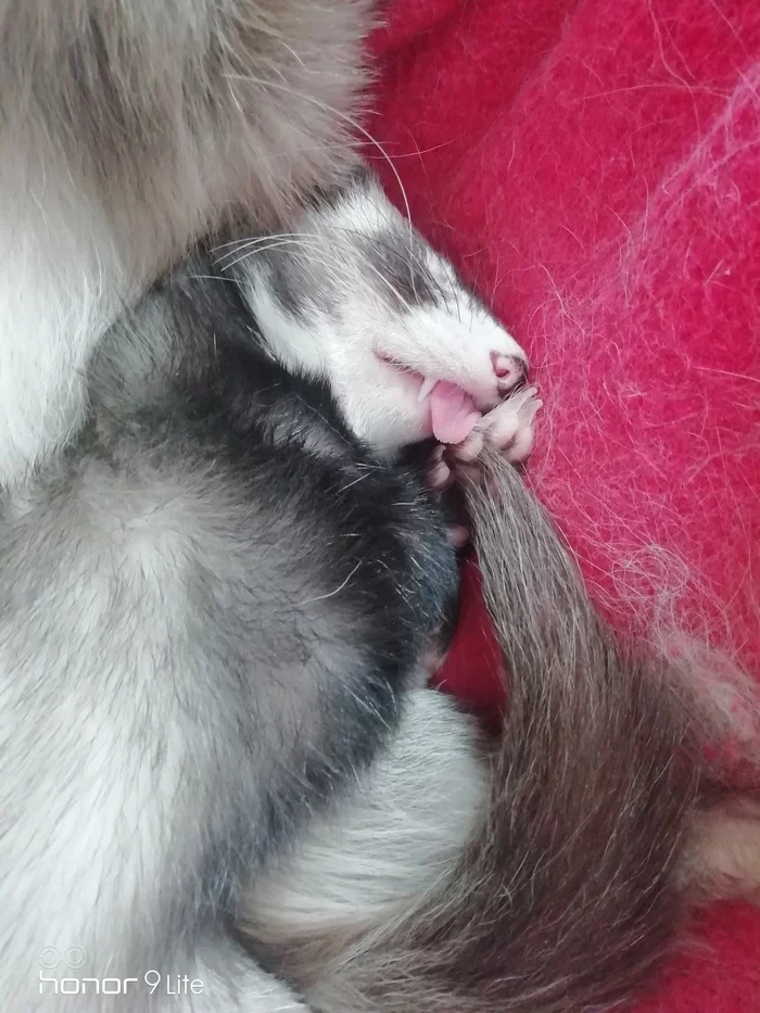 Tongue - My, Ferret, Milota, Dream, Pets