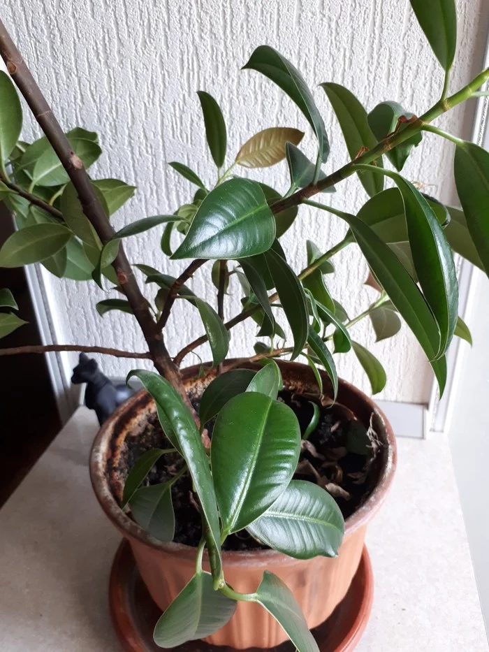 What is the name of this plant? - My, Houseplants, What's this?