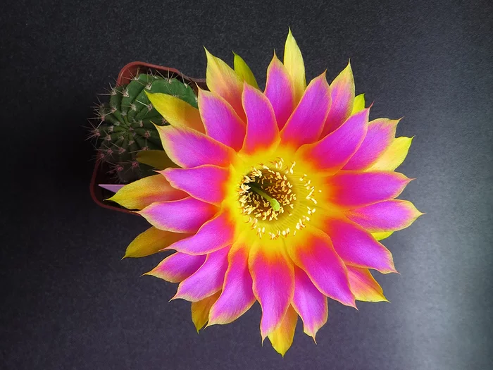 Blooming cactus - My, Cactus, Blooming cacti, Houseplants, Longpost, Video