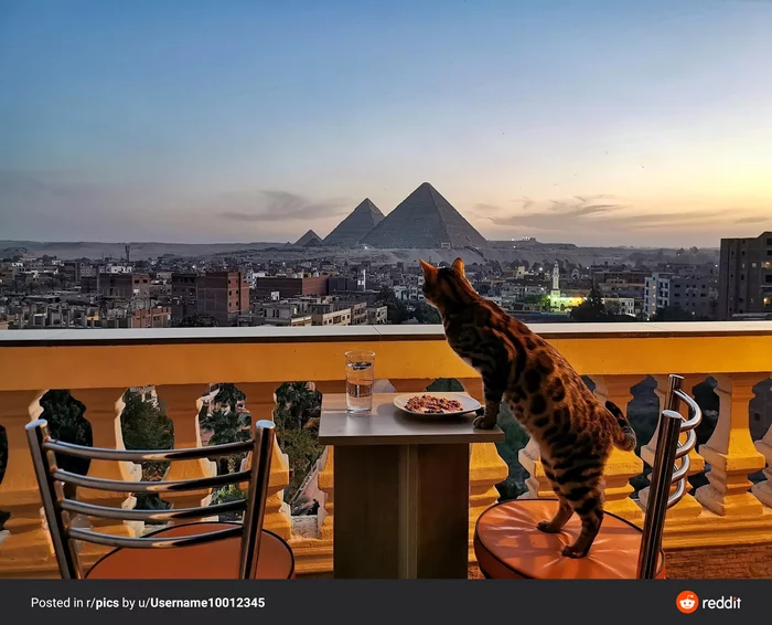 Ramadan. Waiting for sunset - cat, Ramadan, Egypt, Pyramid, Cheops, Sunset, Dinner, The photo