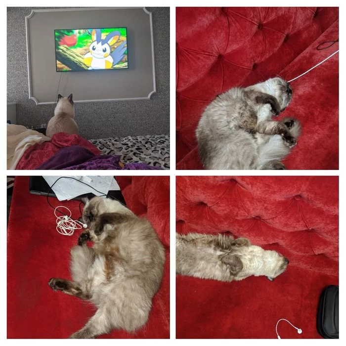 My cat loves sleep and Pokemon - My, cat, Milota