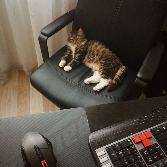 The place is occupied, you are free - cat, Computer chair