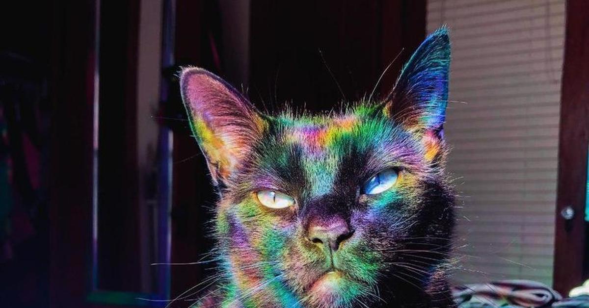 Кот хамелеон. Кошку покрасили. Кот + хамелеон = котмелеон. Покраска кошек.