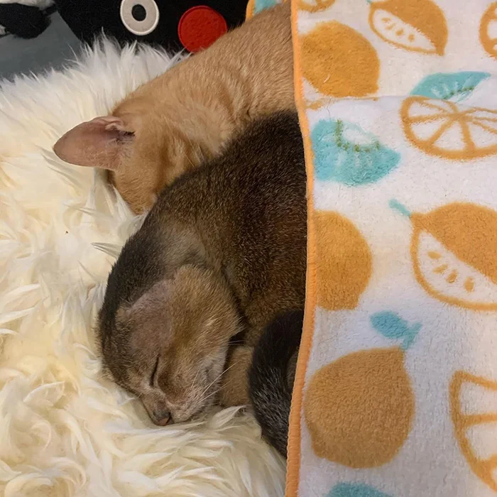 The cat who lost his ears found a new home and best friend - cat, Bum, Ears, The rescue, Pets, Animals, Longpost, Abyssinian cat