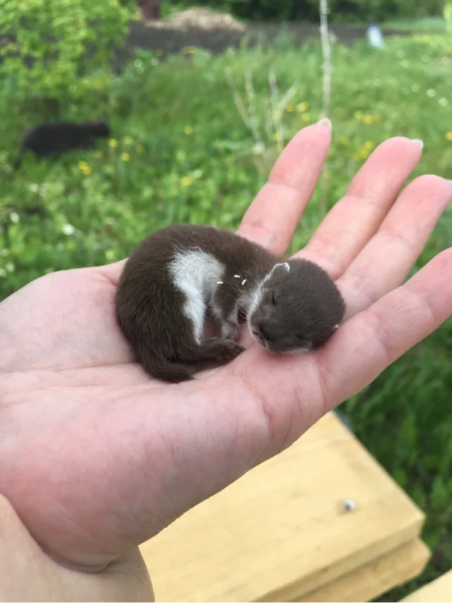 Weasel cub. Ufa - Ufa, No rating, Weasel, Ferret, Marten, Animals