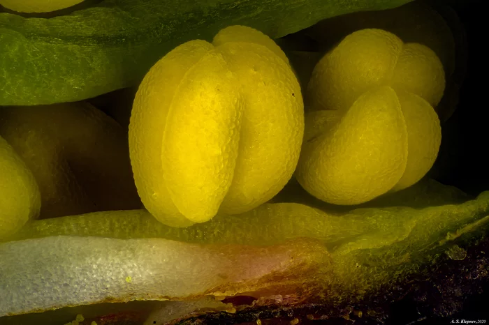 Stamens in a cherry flower bud - My, Microscope, Cherry, Stamen, Macro photography, Microfilming