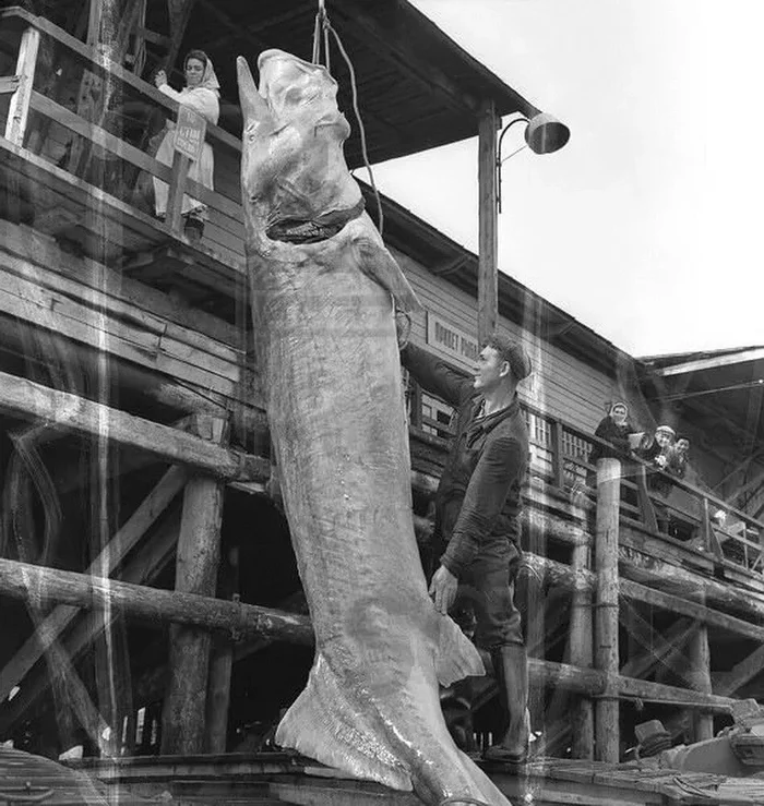 Fish Giant 20th century - My, A fish, Underwater world, Marine life, Fishing, Story, River, Freshwater fish, Longpost