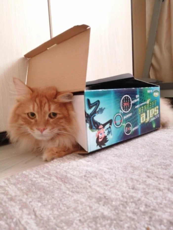 Cat dunce - My, Kurilian Bobtail, Goonies, Longpost, cat, Box and cat