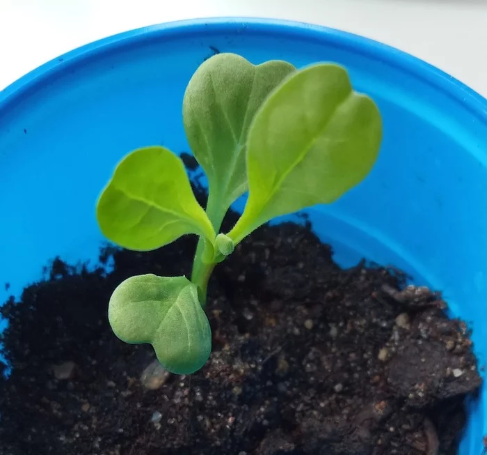 The mystery of nature - Vegetable garden on the windowsill, Mystery, Poems, Houseplants, Flowers, Longpost, Bindweed