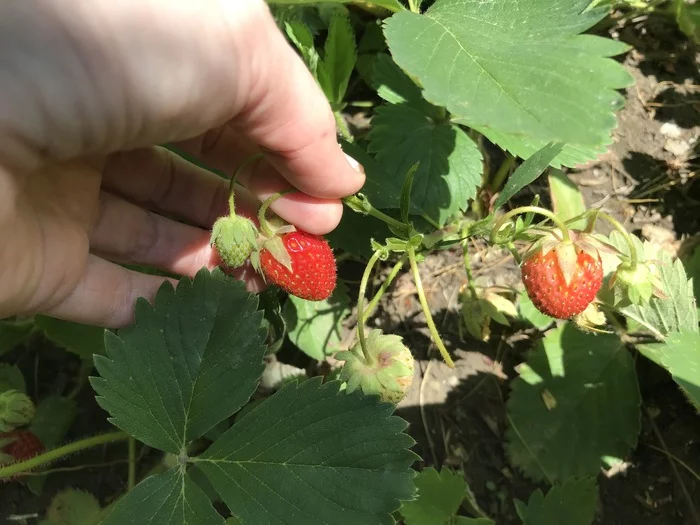 First harvest - My, Dacha, Strawberry (plant), Flowers, Photo on sneaker, Spring, Longpost, Krasnodar