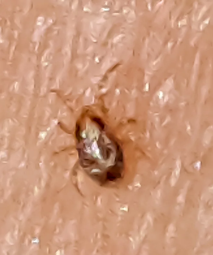 Tell me what kind of insect this is? - My, Insects, Disinsection, Video, Longpost