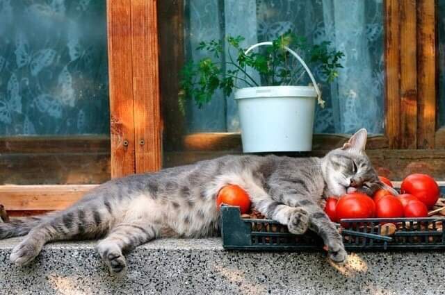 Pomidorko - The photo, cat, Accordion