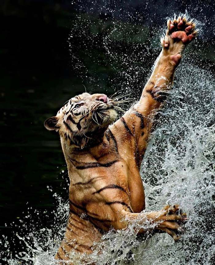 wild bodybuilding - Tiger, Muscle, wildlife, Animals, Cat family, Big cats, Spray, The photo
