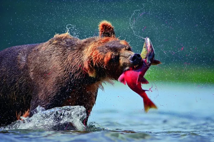 No one was born dexterous, but learned... - The Bears, Brown bears, wildlife, Wild animals, Fishing, Kamchatka