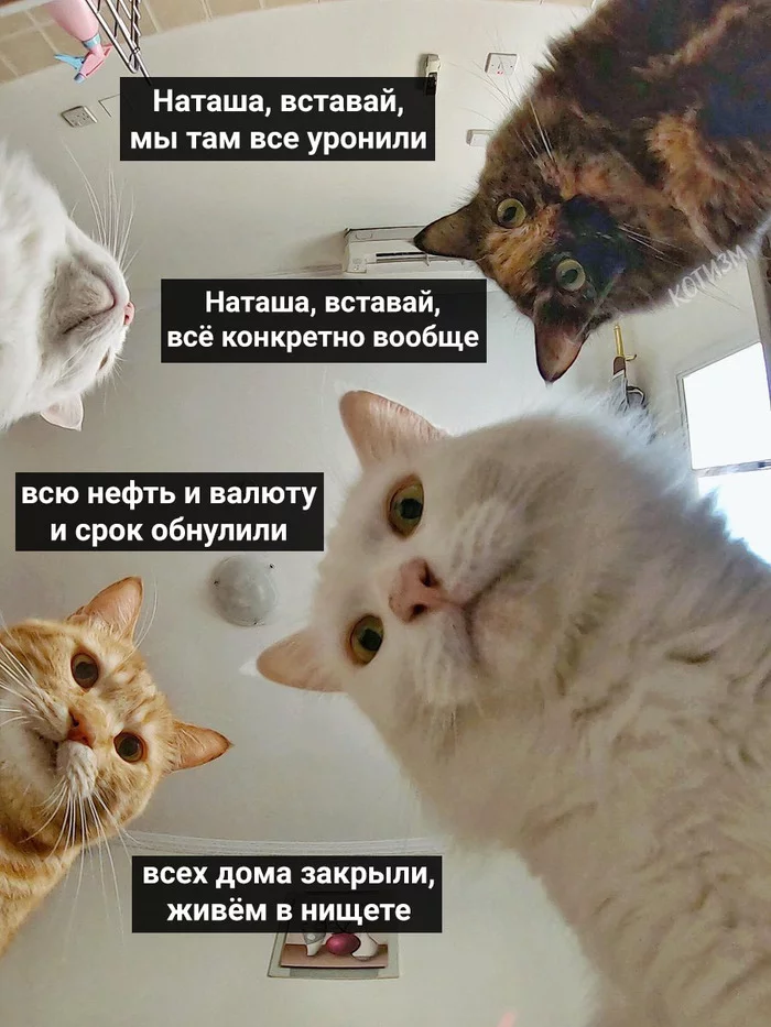 The phrase “Natasha, get up, we dropped everything there” fits perfectly with the lines of the Russian anthem. Do what you want with this information, and I'll go sing. - cat, Natasha we dropped everything, Picture with text, Hymn, Longpost