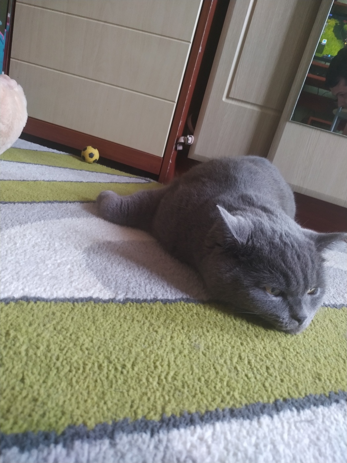 Лежать изо всех сил Кот, Британский кот, Длиннопост