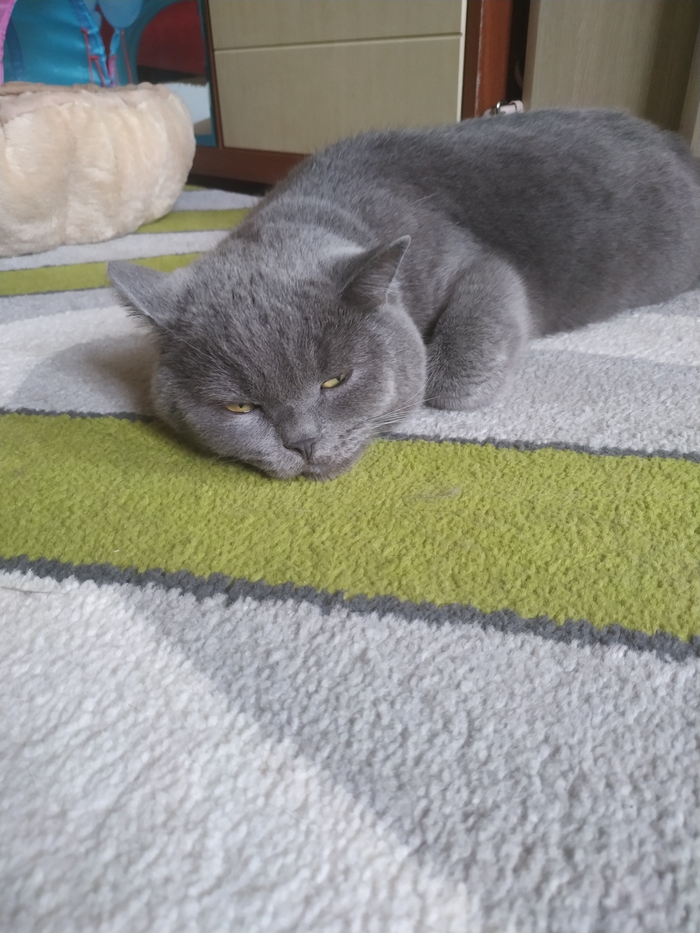 Лежать изо всех сил Кот, Британский кот, Длиннопост