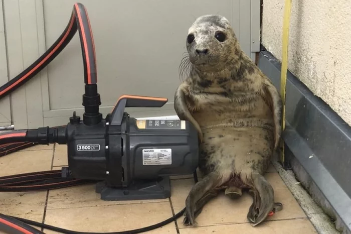 Unsuccessful escape of a daring gray seal - Seal, Milota, Humor, Grey seal, Friends of the Baltic Seal Foundation, Saint Petersburg, The photo, Longpost