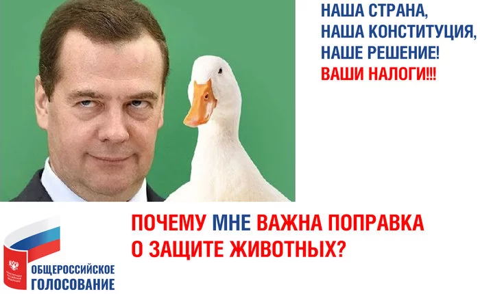 Why is the Animal Welfare Amendment important? - My, Black humor, Constitution, Vote, Amendments, Politics, Dmitry Medvedev, Duck house, Picture with text
