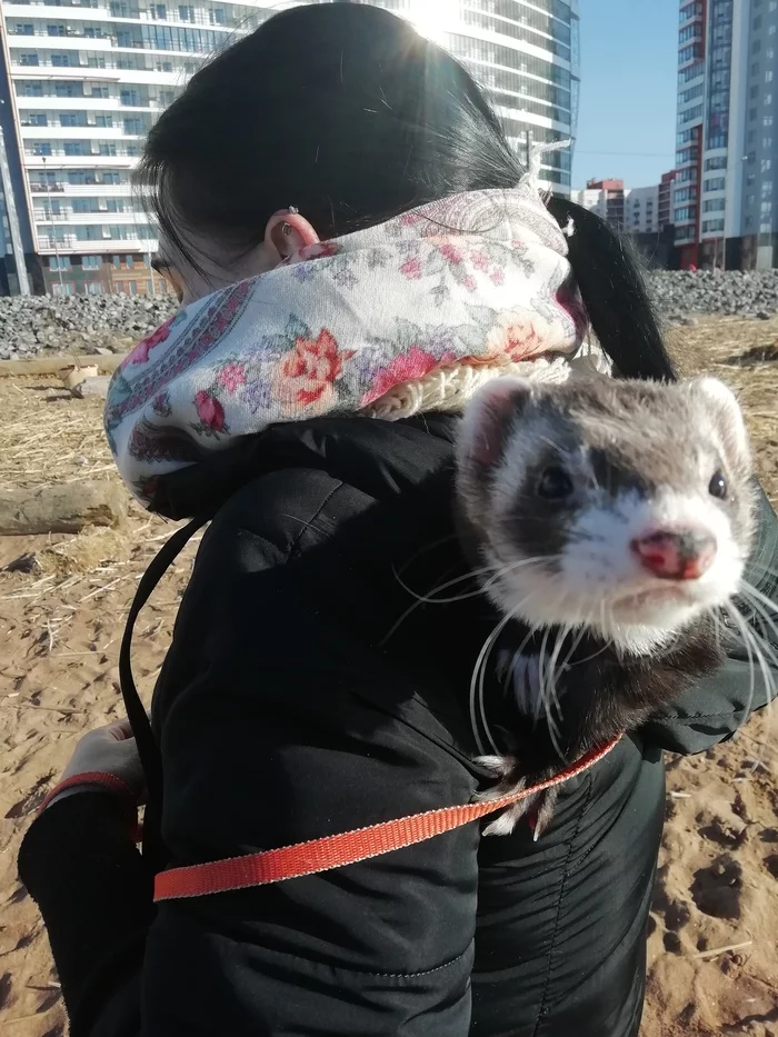 On a walk - My, Ferret, Pets, Milota, Animals, The photo