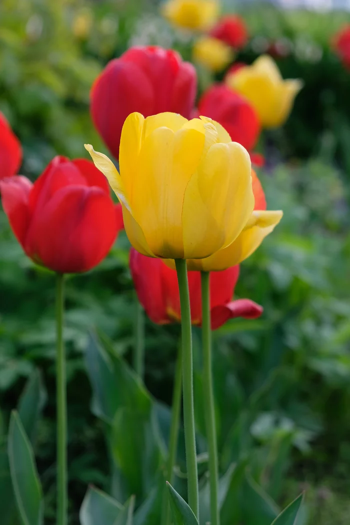 Reply to the post “Moscow Tulips” - My, Tulips, Flowers, Nature, Fujifilm, Reply to post, Longpost