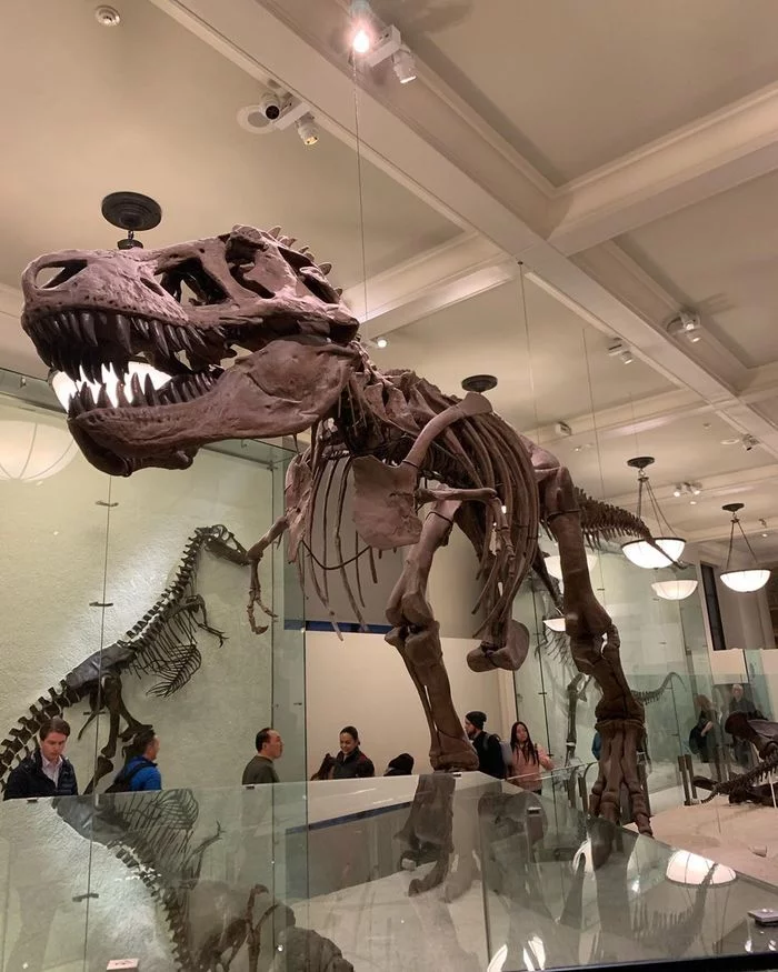 American Museum of Natural History - Museum, Dinosaurs, Girls, Longpost