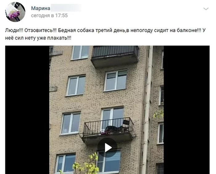 Rescuers rescued a dog locked by its owners from the balcony - Dog, The rescue, Ministry of Emergency Situations, Balcony, Saint Petersburg, Video, Longpost, Vertical video, Negative