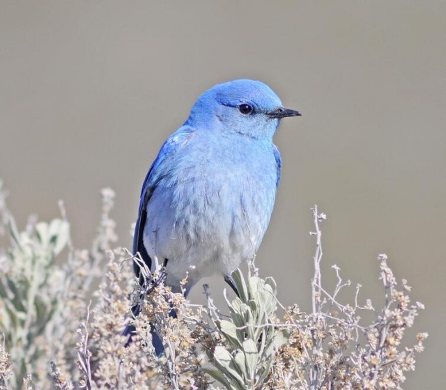 20 extraordinarily beautiful and amazing birds that you may not have even heard of - Birds, The photo, Longpost