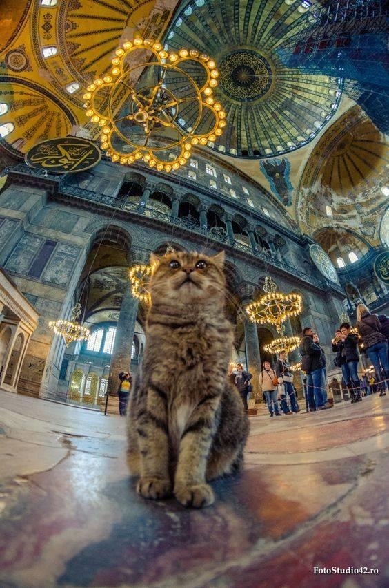 Handsome man in a beautiful place - cat, beauty, Istanbul, Saint Sophie Cathedral